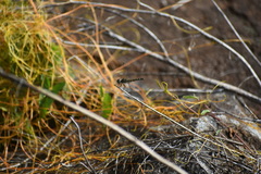 Pachydiplax longipennis