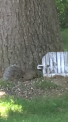 Sciurus carolinensis