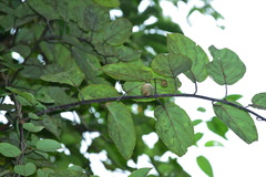 Actinidia latifolia