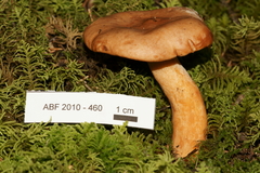Lactarius luculentus