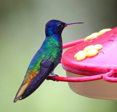 Chrysuronia oenone