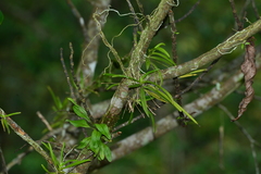Thrixspermum formosanum