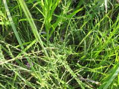 Symphyotrichum estesii