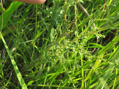Symphyotrichum estesii