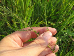 Symphyotrichum estesii