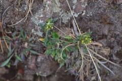 Draba jorullensis