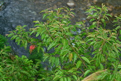 Alniphyllum pterospermum