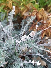 Acmispon argophyllus