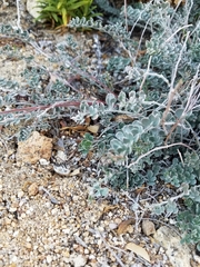Acmispon argophyllus
