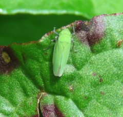 Draeculacephala minerva