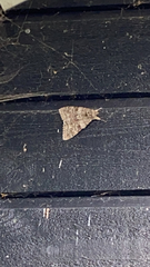 Catocala nupta
