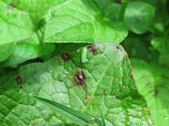 Draeculacephala minerva