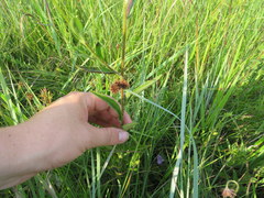 Rudbeckia fulgida spathulata