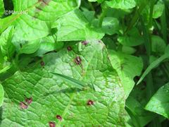 Draeculacephala minerva