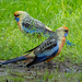 Flinders Ranges Rosella - Photo (c) shanes, some rights reserved (CC BY-NC), uploaded by shanes