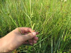 Rudbeckia fulgida spathulata