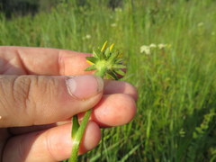 Rudbeckia fulgida spathulata