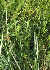 Rudbeckia fulgida spathulata