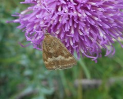 Pyrausta aerealis