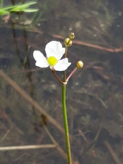 Sagittaria teres