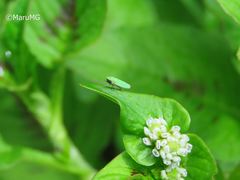Draeculacephala minerva