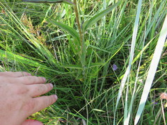 Rudbeckia fulgida spathulata
