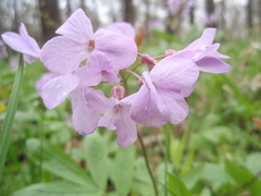Cardamine bulbifera