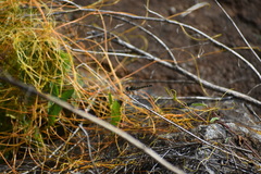 Pachydiplax longipennis