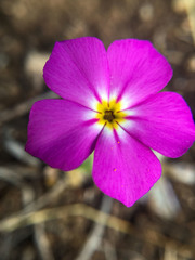 Phlox roemeriana