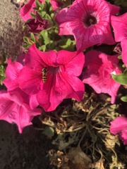 Episyrphus balteatus