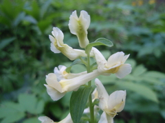 Corydalis cava marschalliana