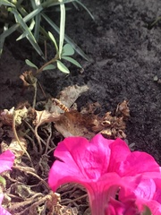 Episyrphus balteatus