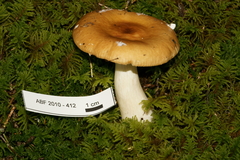 Russula flaviceps