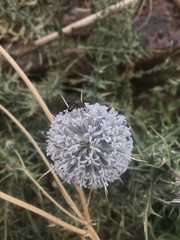 Echinops spinosissimus