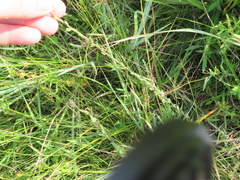 Symphyotrichum estesii