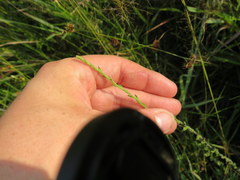 Symphyotrichum estesii