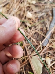 Juncus mexicanus