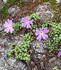 Primula reptans