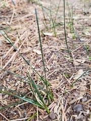 Juncus mexicanus