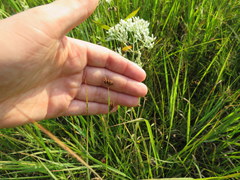 Rhynchospora recognita