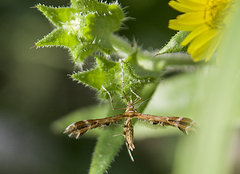 Oxyptilus pilosellae