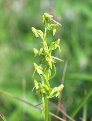 Platanthera tipuloides