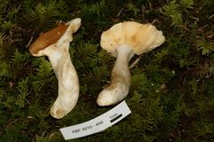 Russula gilva