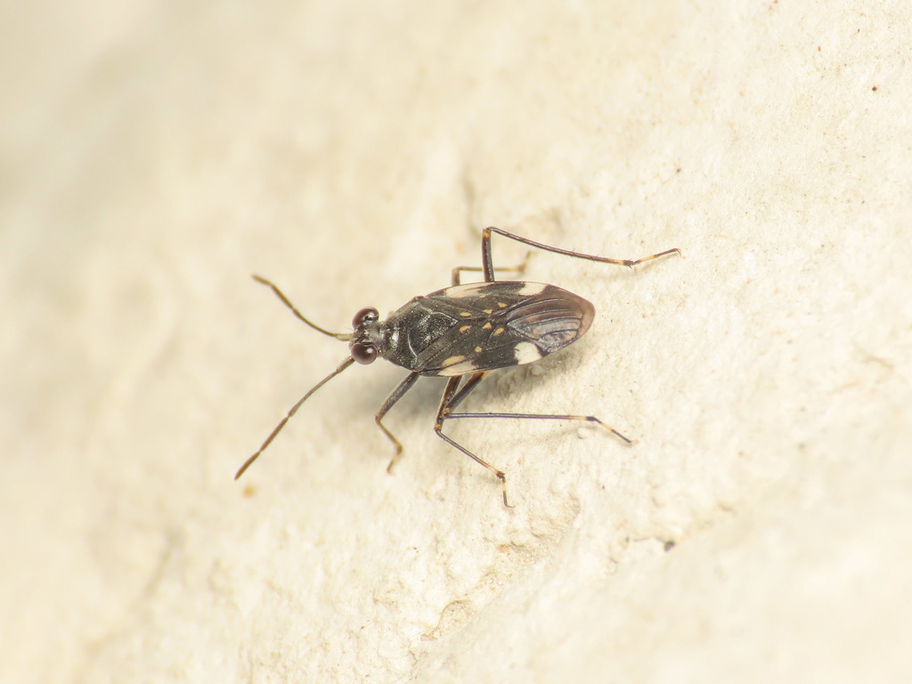 Macrosaldula variabilis