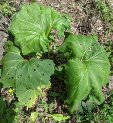 Arnoglossum reniforme
