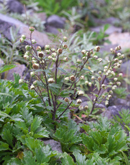 Artemisia pedunculosa