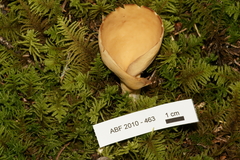 Otidea alutacea