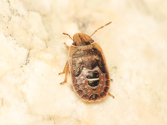 Sciocoris macrocephalus