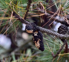 Cronartium conigenum