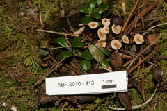 Pseudomarasmius pallidocephalus